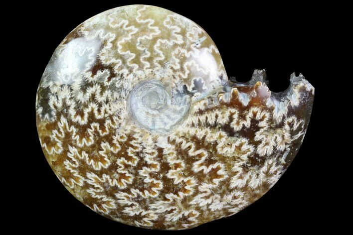 Polished, Agatized Ammonite (Cleoniceras) - Madagascar #97328